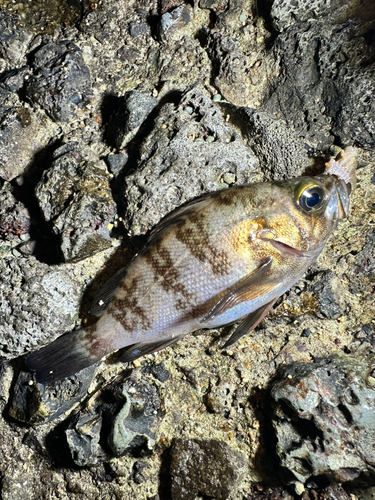 メバルの釣果