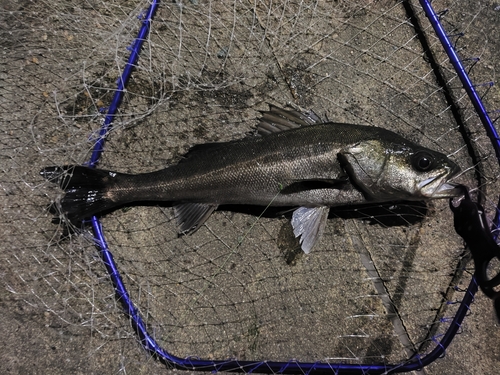 フッコ（マルスズキ）の釣果