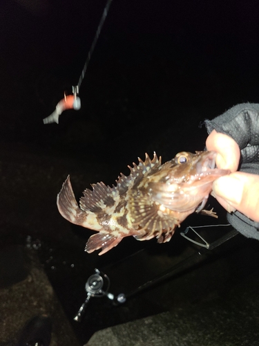 アラカブの釣果