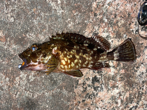 カサゴの釣果