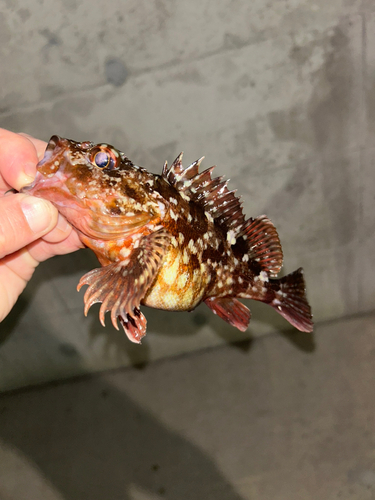 金沢水際線緑地（福浦岸壁）で釣れたカサゴの釣り・釣果情報 - アングラーズ