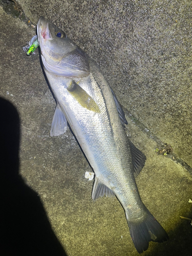 シーバスの釣果