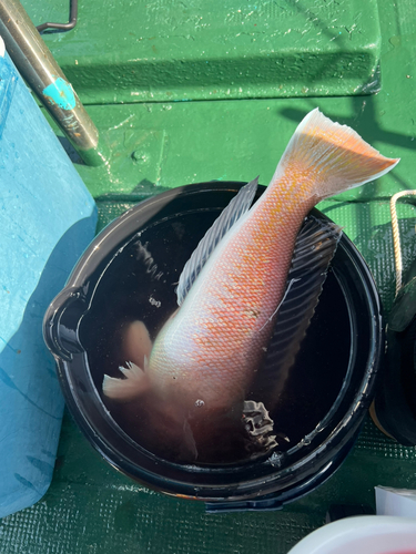 シロアマダイの釣果