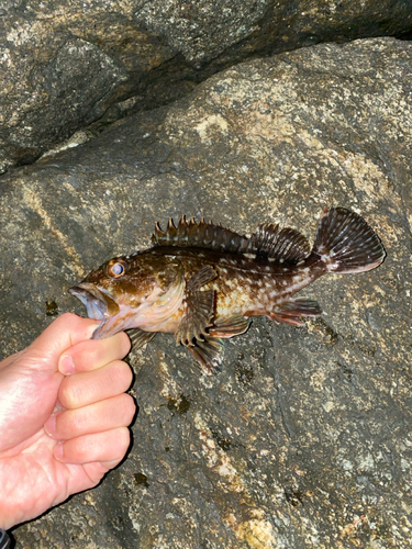 カサゴの釣果