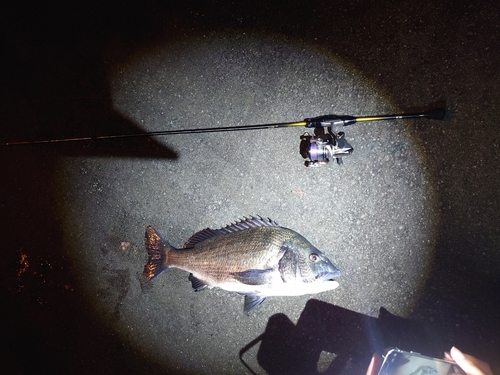 チヌの釣果