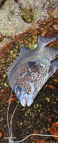 イシガキダイの釣果