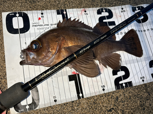 メバルの釣果