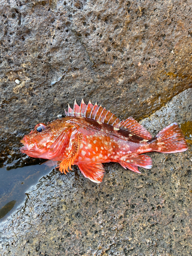 カサゴの釣果