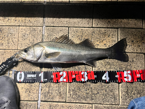 フッコ（マルスズキ）の釣果