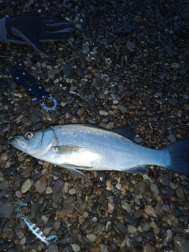 フッコ（ヒラスズキ）の釣果