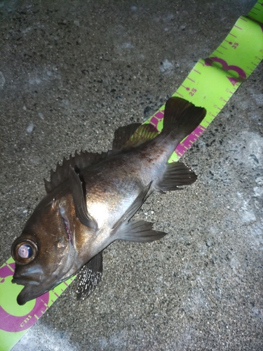 シロメバルの釣果