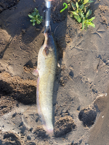 ニホンナマズの釣果