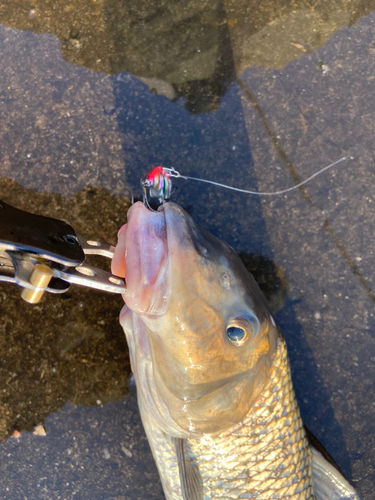 ニゴイの釣果