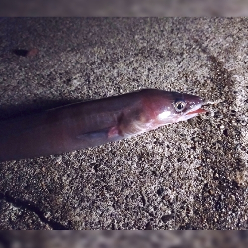 クロアナゴの釣果