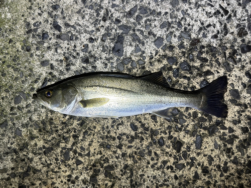 フッコ（マルスズキ）の釣果