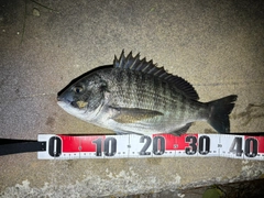 クロダイの釣果