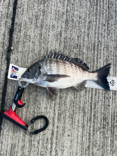 クロダイの釣果