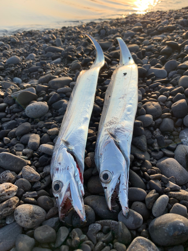 タチウオの釣果