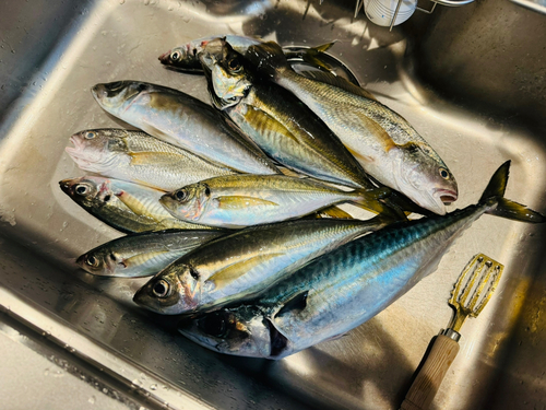 アジの釣果