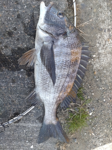 チヌの釣果