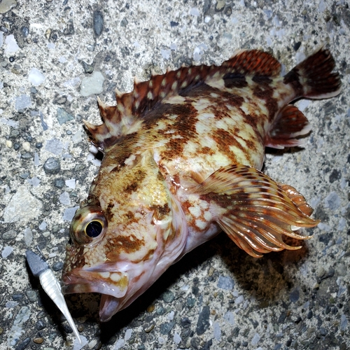 カサゴの釣果