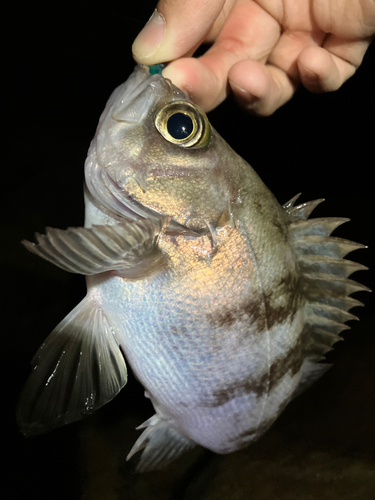 シロメバルの釣果