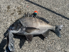 クロダイの釣果