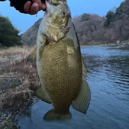 スモールマウスバス