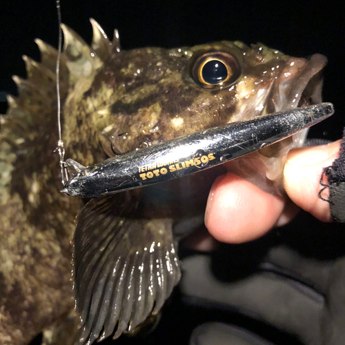 ムラソイの釣果