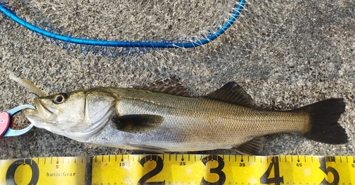 シーバスの釣果