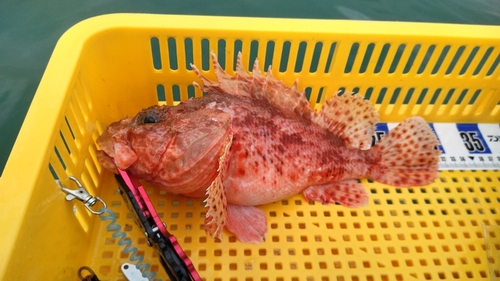 オニカサゴの釣果