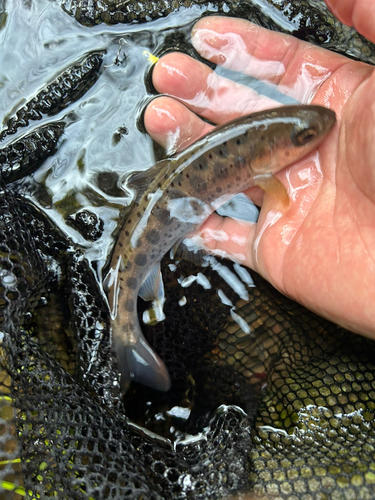 ヤマメの釣果