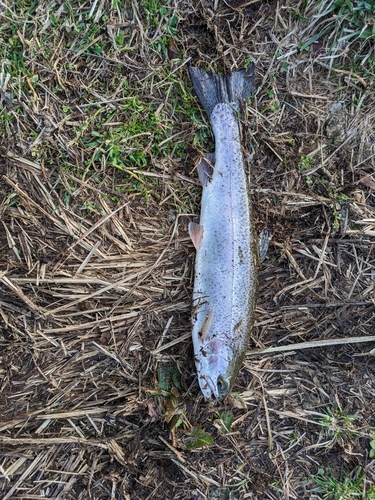 ニジマスの釣果