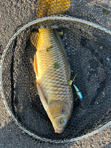 コイの釣果