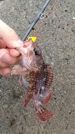 カサゴの釣果