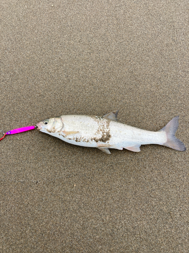 ウグイの釣果