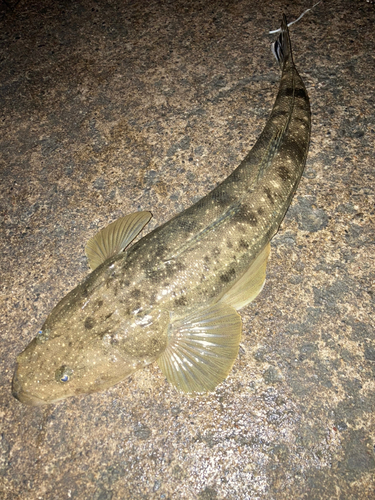 マゴチの釣果