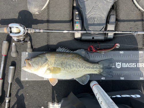 ブラックバスの釣果