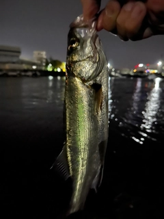 セイゴ（マルスズキ）の釣果