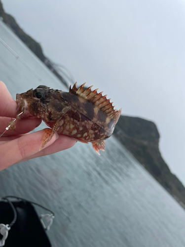 アラカブの釣果