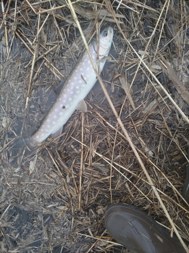 アメマスの釣果