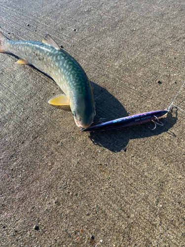 アメマスの釣果