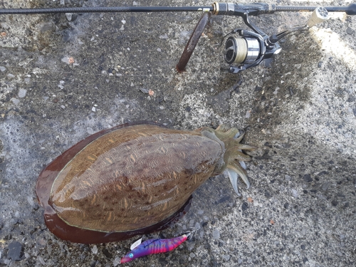 コウイカの釣果