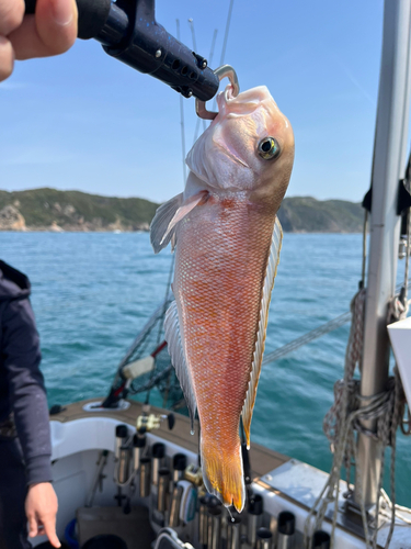 シロアマダイの釣果