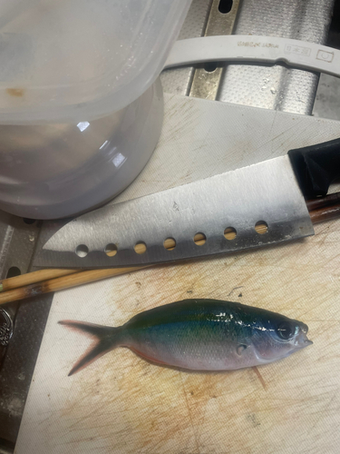 グレの釣果