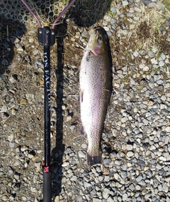 ニジマスの釣果