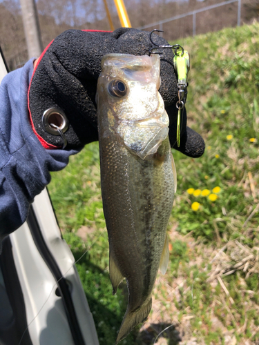 ラージマウスバスの釣果