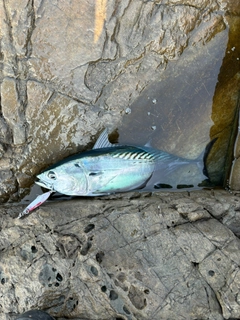 スマガツオの釣果