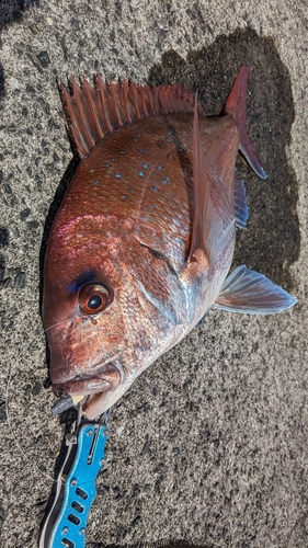 マダイの釣果