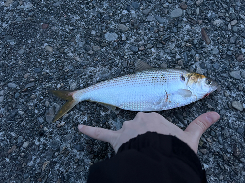 コノシロの釣果